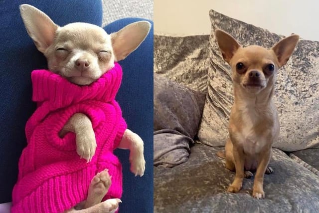 Daisy as a pup, then wrapped up warm in her favourite pink knit.