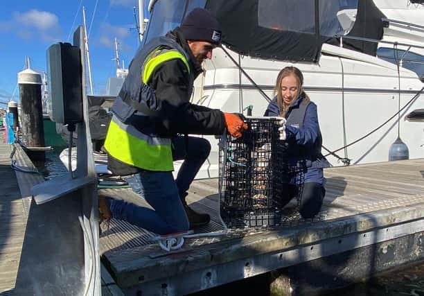 Henry Short (project officer) and volunteer Caitlin Elwin, introduce oysters into Hartlepool marina.  Picture by FRANK REID
