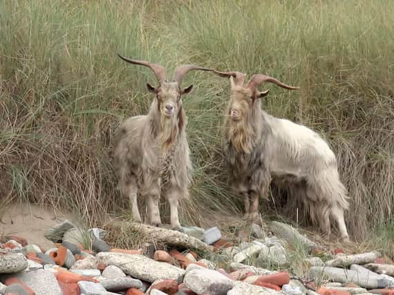 The goats led rescuers on a four-day chase. Picture: Stephanie Morgan
