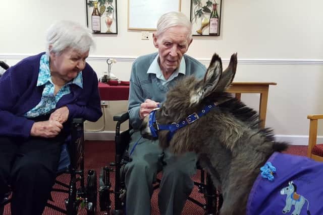 Teddy the donkey meeting his fans at Queens Meadow Care Home.