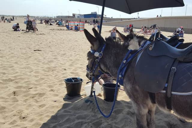 The donkeys getting some shade on a packed Seaton beach.