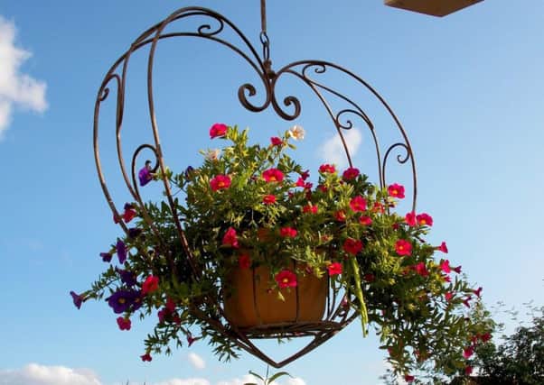 Water-hungry hanging baskets.