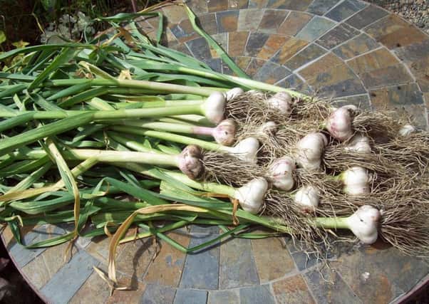 Newly-harvested Early Purple Wight garlic bulbs.