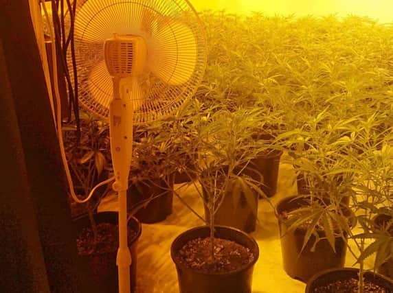 Cannabis plants found in Hartlepool house.
