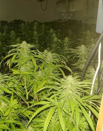 Some of the plants found by police in a house in St Paul's Road, Hartlepool on July 26.