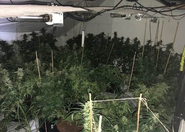 Around 160 mature cannabis plants were found in a house in Tankerville Street. Picture by Hartlepool Neighbourhood Police Team