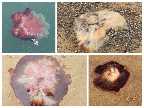 Have you spotted any jellyfish in Hartlepool?