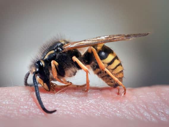 Wasps drunk on cider are going on stinging rampages across the UK.