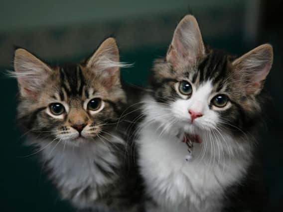 Anyone buying or adopting a pet less than six months old will have to deal directly with the breeder or a rescue centre under the proposed ban. Photo by Press Association.