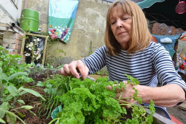 Marjorie Alldred picks fresh parsley at the new  St Mary's community garden.
