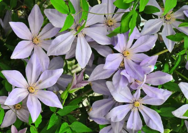 Clematis Blue Musk.