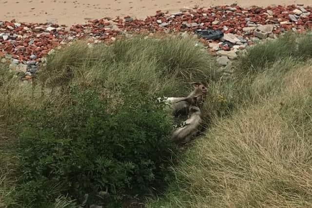 The goats approaching the beach near Hartlepool's Headland today. Pictures courtesy of RSPCA