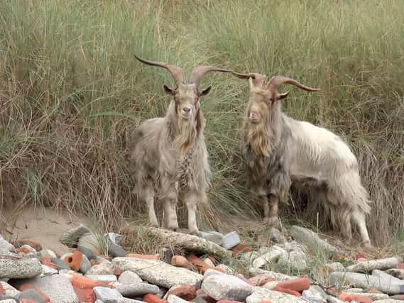The goats on the beach at Hartlepool. Picture by Stephanie Morgan.
