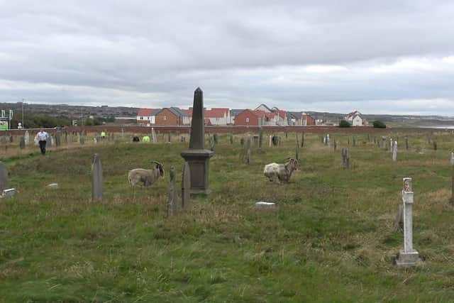 The goats make a run for it in the Spion Kop cemetery at Hartlepool on Wednesday.
Picture by Stephanie Morgan