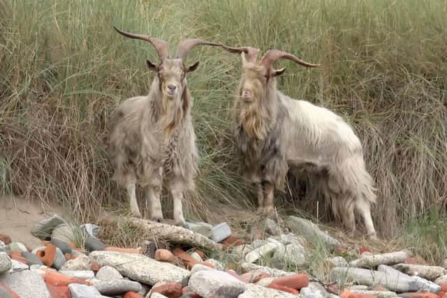 The goats on the beach at Hartlepool. Picture by Stephanie Morgan