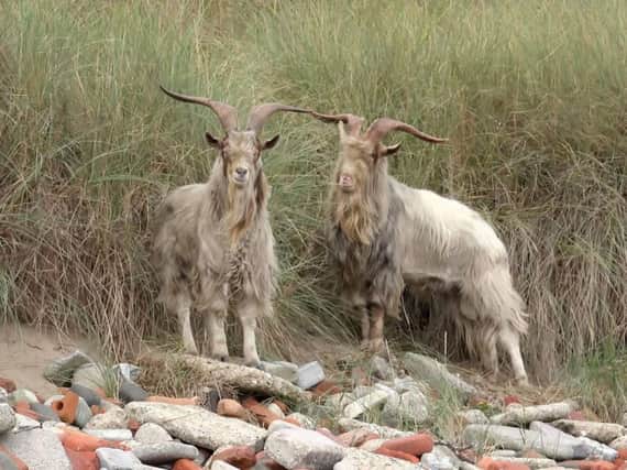 The goats on the beach at Hartlepool. Picture by Stephanie Morgan