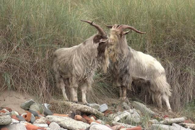 The goats on the beach at Hartlepool. Picture by Stephanie Morgan