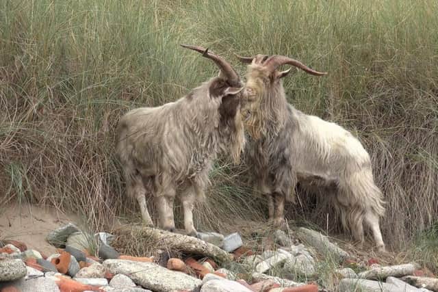 The goats on the beach at Hartlepool. Picture by Stephanie Morgan