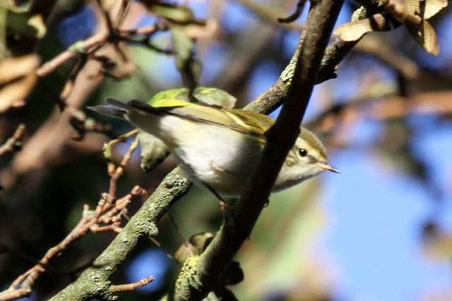 A yellow browed warbler. Credit Michael Flowers.