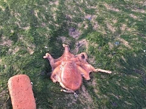 The baby octopus found on Headland Beach.