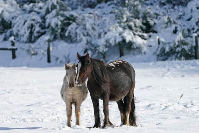 Horses enjoy the snow in County Durham. Picture: PA