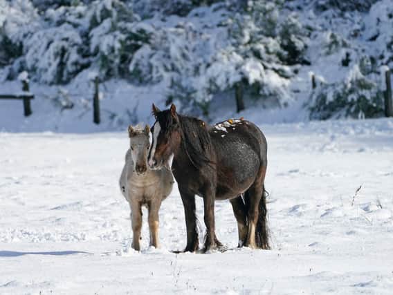 Horses enjoy the snow in County Durham. Picture: PA