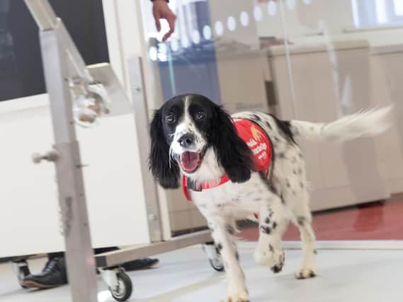 Springer Spaniel Freya, who has been trained to detect malaria. Photo by Durham University/PA Wire.