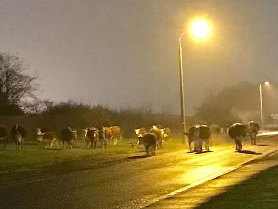 The escaped her of cows wandering around Brenda Road. Pic: Hartlepool Neighbourhood Policing Team.