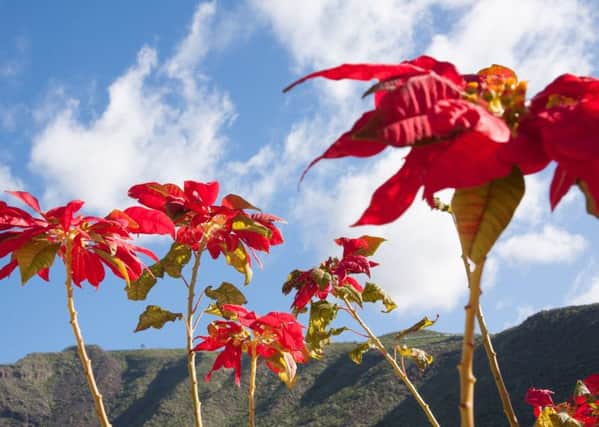 Poinsettias growing in the wild in their native Mexico.