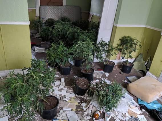 This is the 15,000 cannabis farm dismantled in Hartlepool