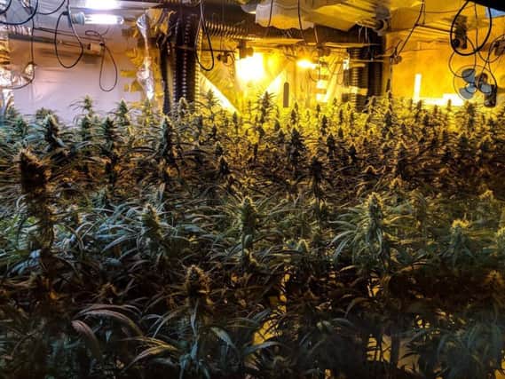 Hundreds of cannabis plants seized in Hartlepool.