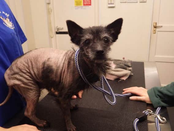 The terrier, who has been named Ducky, has a skin condition which means she is bald