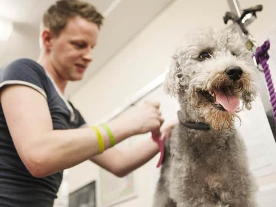 Dog grooming at East Durham College.
