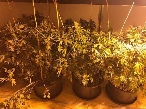 Some of the cannabis plants recovered by Cleveland Police.