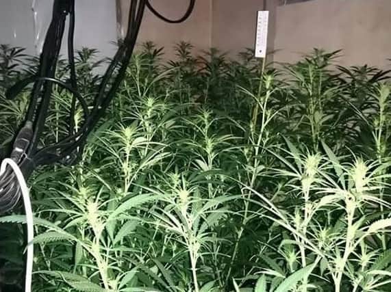Cannabis plants found at the property in St Paul's Road, Hartlepool.