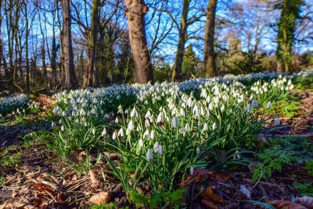 The Hospital of God's private wod is opened to the public for one day a year to see the snowdrops.