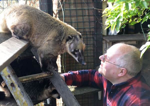 "Fred" a South American Coati held at the Raccoon Rescue Centre with Iain Jenkins. Picture by FRANK REID