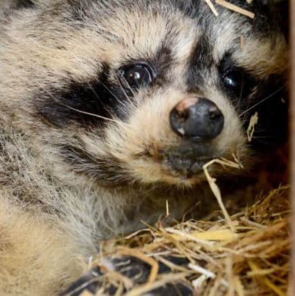 "Bert" a North American Raccoon held at the Raccoon Rescue Centre in Hartlepool is 12 years old.