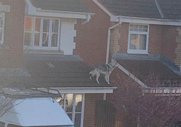 Dog Gary on the roof of owner Scott Gretton's home in Seaton Carew.
