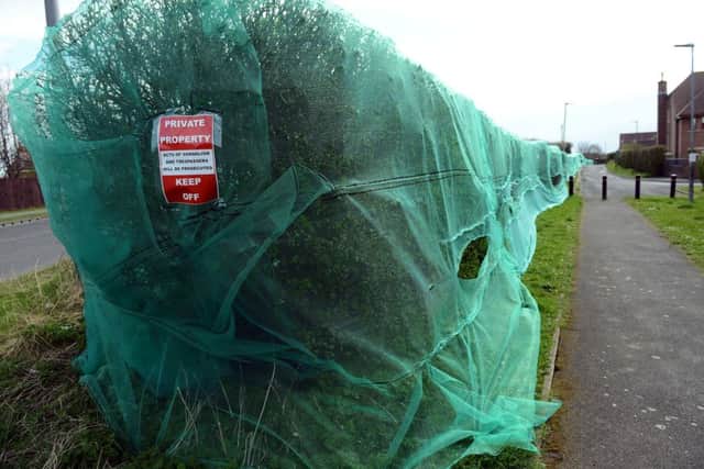 The covered hedge row along Worsett Lane, Hartlepool. Picture by FRANK REID