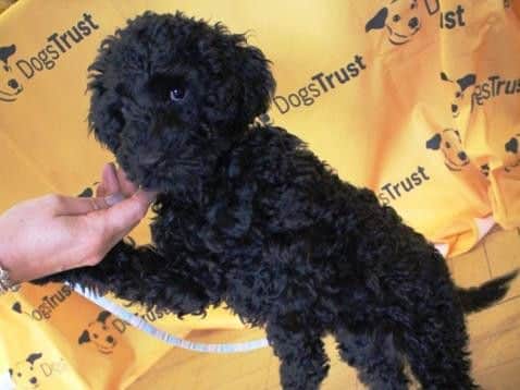 A pet at a previous Dogs Trust event.