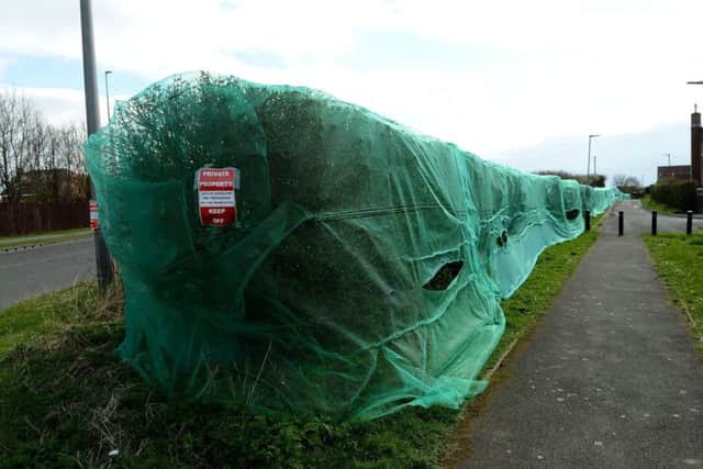 The covered hedge row along Worset Lane, Hartlepool. Picture by FRANK REID