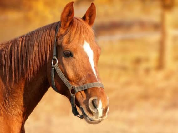 Stock picture of a horse from Pixabay