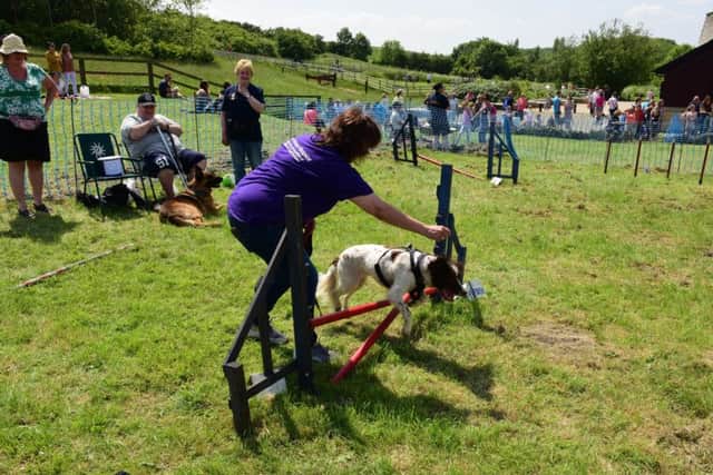 A dog takes part in last year's agility course.