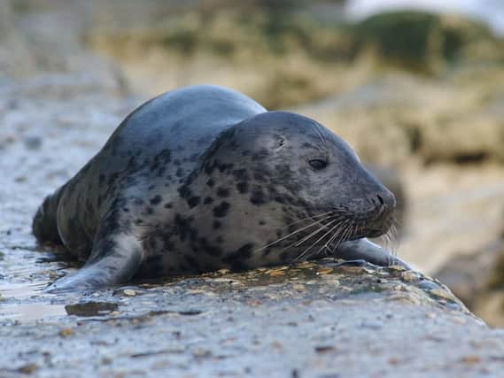Animal welfare chiefs have issued advice on what to do if you spot a seal which has come ashore.