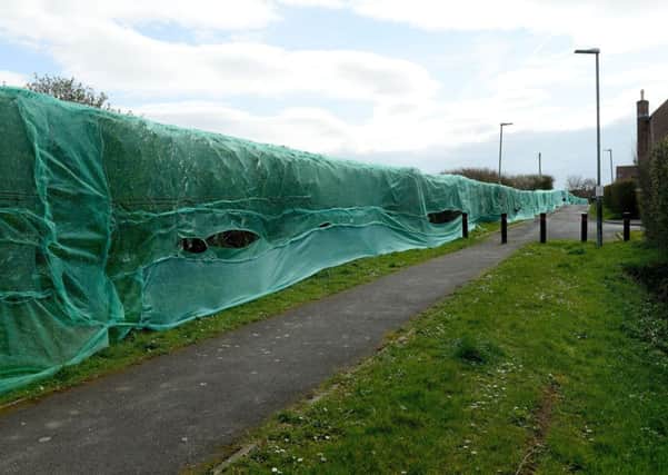 Netting was put over a hedgerow along Worset Lane, Hartlepool earlier this year while planning permission on a housing development was awaited. Picture by Frank Reid.