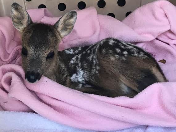 The baby deer is getting stronger after it was rescued with the help of RSPCA animal collection officer Shane Lynn.