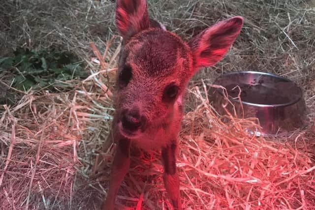 The deer was lucky to be found when she was, as the RSPCA fears she may not have survived any longer without help from a vet.