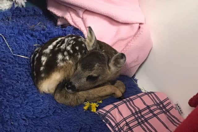 The deer was taken to a vets after she was found by the side of a cycle path.
