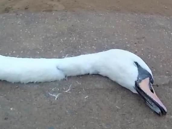 A photo of the swan killed in a park. Image: RSPCA